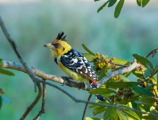 Crested Barbet Bird South Africa — Stock Photo, Image