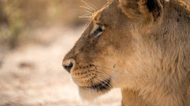 Güney Afrika 'da safariye çıkmış dişi bir aslan..