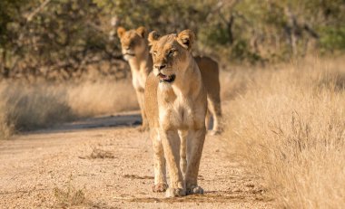 Erkek bir fil, kumlu bir sahile doğru ağır çekimde ilerliyor.