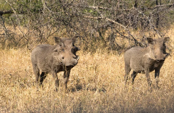 Porcs Verruqueux Dans Nature Africaine — Photo