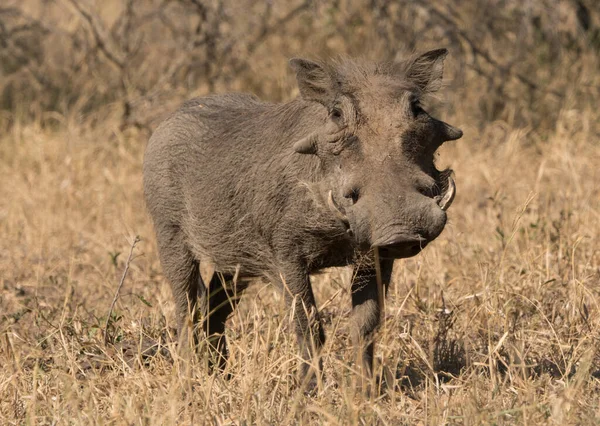 Warthog Dans Brousse Africaine — Photo