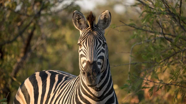 Zebra Freier Wildbahn Südafrika Auf Safari — Stockfoto