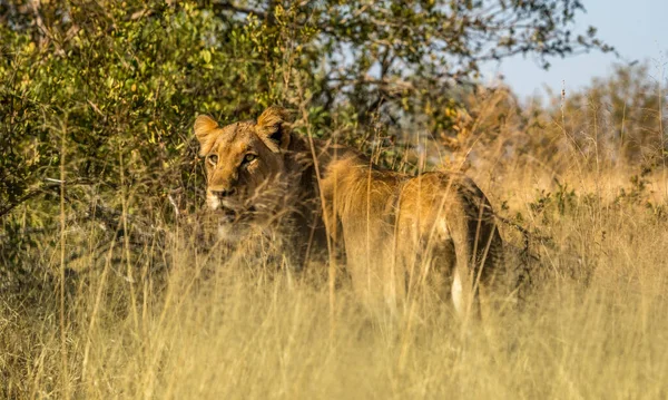 Una Leona Hembra Naturaleza Sudáfrica Cerca Kruger Park — Foto de Stock