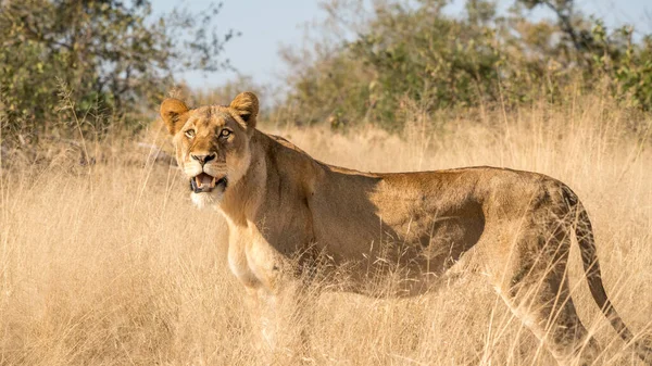 Leão Fêmea Selva África Sul Perto Kruger Park — Fotografia de Stock