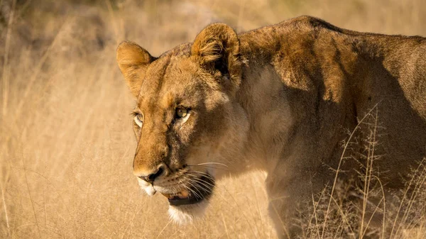 Leão Fêmea Selva África Sul Perto Kruger Park — Fotografia de Stock