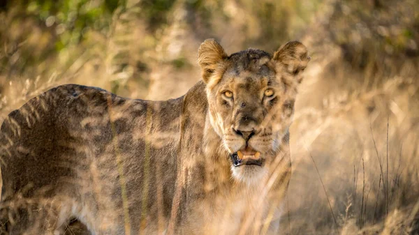 Una Leona Hembra Naturaleza Sudáfrica Cerca Kruger Park — Foto de Stock