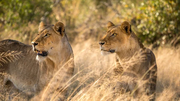 Dos Leones Hembras Cazando Hierba Alta Sudáfrica — Foto de Stock