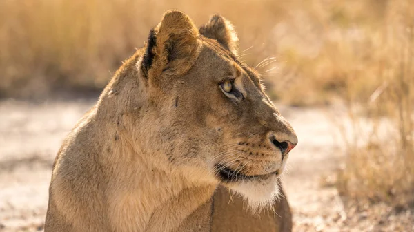 Leão Fêmea Selva África Sul Perto Kruger Park — Fotografia de Stock