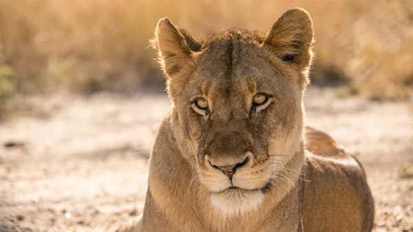 Leão Fêmea Selva África Sul Perto Kruger Park — Fotografia de Stock