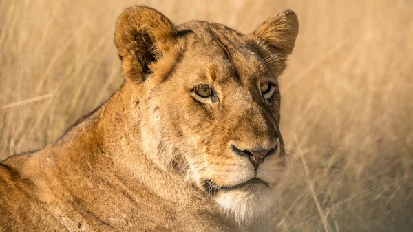 Leão Fêmea Deitado Grama África Sul — Fotografia de Stock