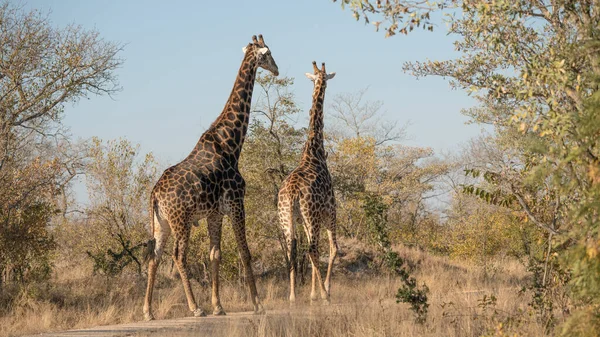 Deux Girafes Dans Les Régions Sauvages Afrique Sud — Photo