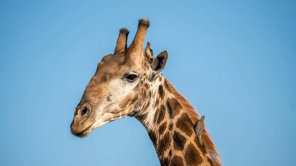 Une Grosse Girafe Avec Des Oiseaux Bec Bœuf Sur Cou — Photo