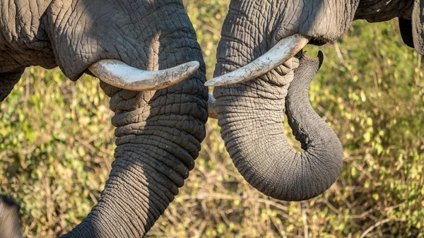 两只大象擦着树干 很有社交精神 — 图库照片