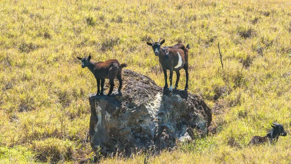草原の岩の上のヤギ — ストック写真