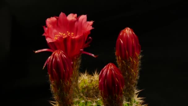 Tempo Lapso Vídeo Cacto Tocha Echinocereus Cacto Com Quatro Flores — Vídeo de Stock