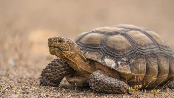 Ökensköldpadda Golvet Mojaveöknen — Stockfoto