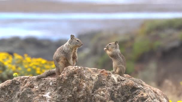 太平洋沿岸有一群可爱的小松鼠 — 图库视频影像