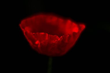 Kırmızı gelincik gün doğumunda