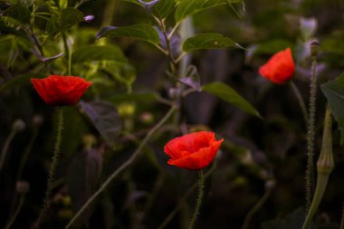 Kırmızı gelincik gün doğumunda