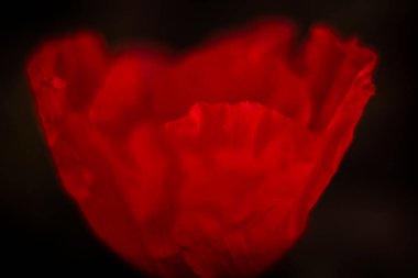 Kırmızı gelincik gün doğumunda