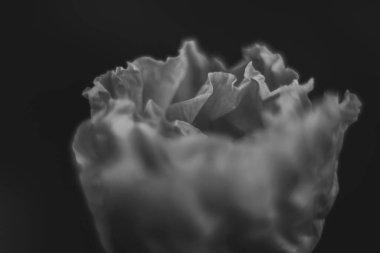  Kırmızı gelincik gün doğumunda