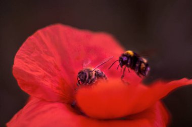 Kırmızı gelincikler gün doğumunda