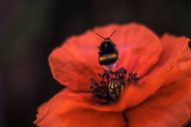 Kırmızı gelincikler gün doğumunda