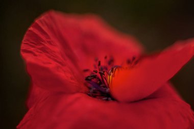 Kırmızı gelincikler gün doğumunda
