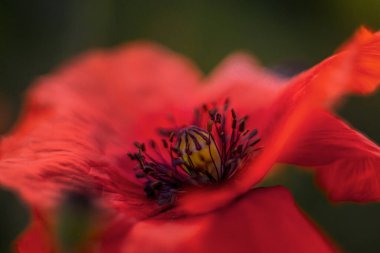 Kırmızı gelincikler gün doğumunda