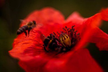 Arı ve kızıl gelincik gün doğumunda