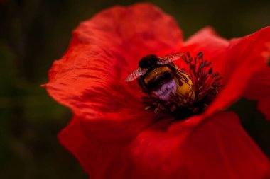 Kırmızı gelincikler gün doğumunda