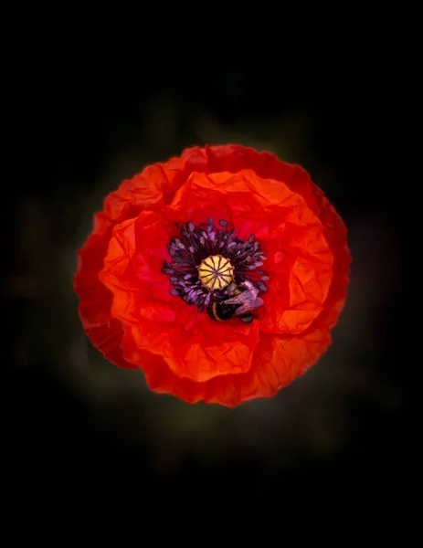 Amapola Roja Amanecer — Foto de Stock