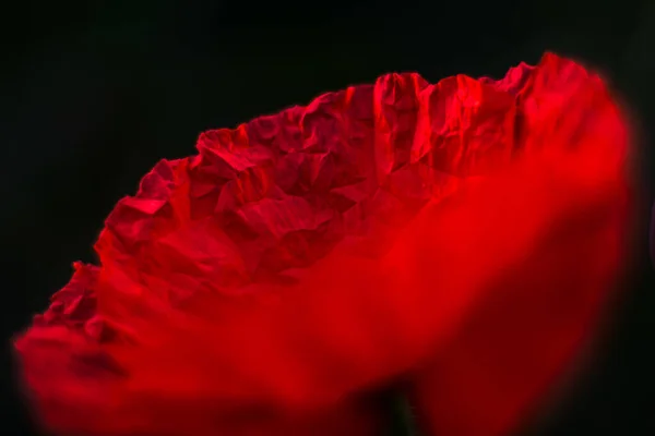 Papoula Vermelha Nascer Sol — Fotografia de Stock