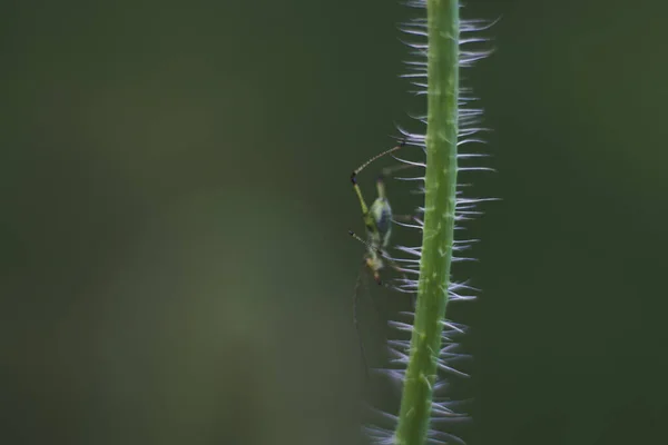 Papoula Vermelha Nascer Sol — Fotografia de Stock