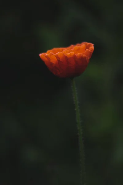 日の出に赤いケシ — ストック写真