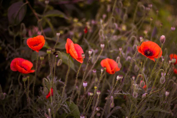 Roter Mohn Bei Sonnenaufgang — Stockfoto