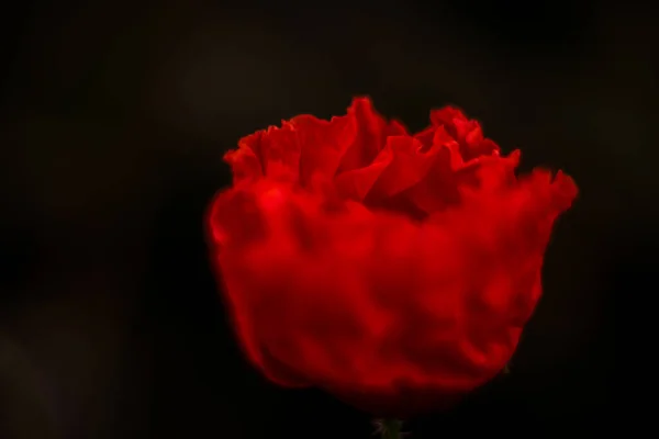 Mac Roșu Răsărit — Fotografie, imagine de stoc