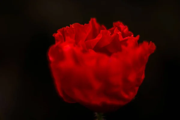 Mac Roșu Răsărit — Fotografie, imagine de stoc