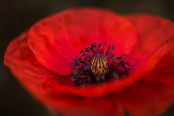 Amapola Roja Amanecer —  Fotos de Stock