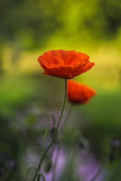 日出时的红罂粟 — 图库照片