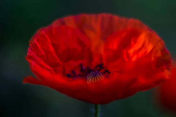 Roter Mohn Bei Sonnenaufgang — Stockfoto