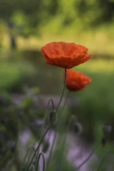 Red Poppies Sunrise — Stock Photo, Image