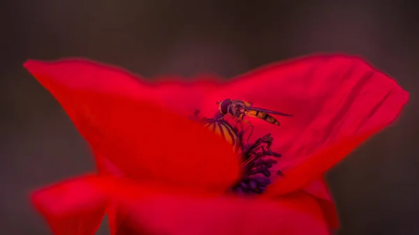 Abelha Papoula Vermelha Nascer Sol — Fotografia de Stock