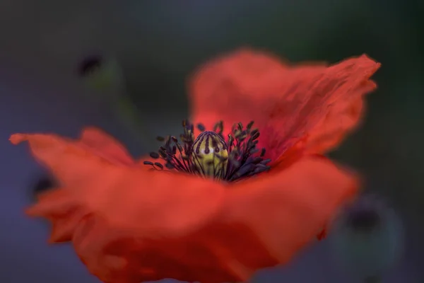 Amapolas Rojas Amanecer —  Fotos de Stock