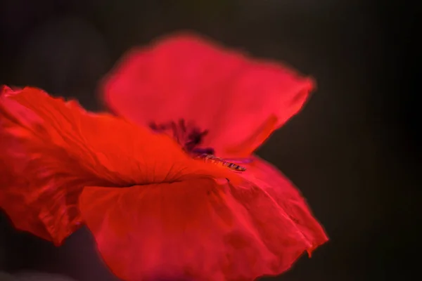 Κόκκινες Παπαρούνες Την Αυγή — Φωτογραφία Αρχείου