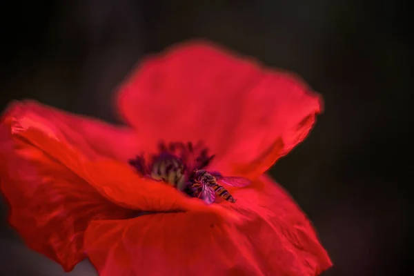 Amapolas Rojas Amanecer —  Fotos de Stock