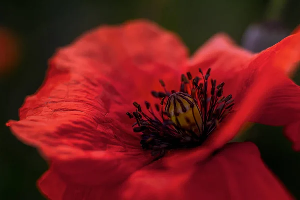 日出时的红罂粟 — 图库照片