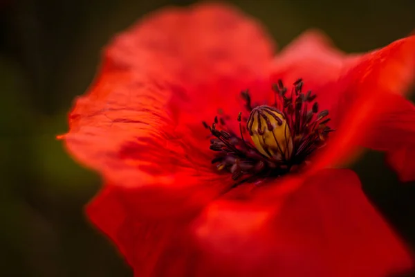 Coquelicots Rouges Lever Soleil — Photo