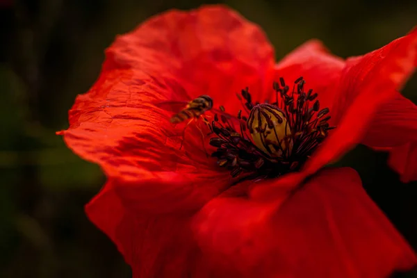 Coquelicots Rouges Lever Soleil — Photo