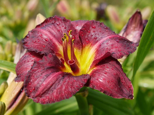 Gün ışığında çiğ damlalarıyla her gün çiçek açıyor.